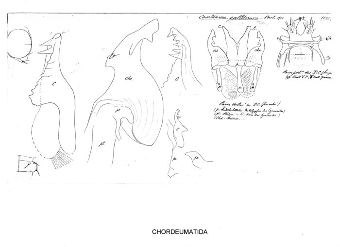 Ceratosoma gallitarum