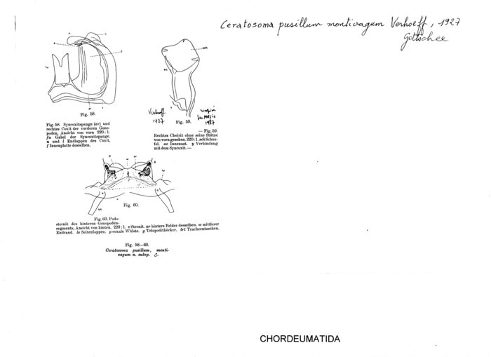 Ceratosoma pusillum montivagum