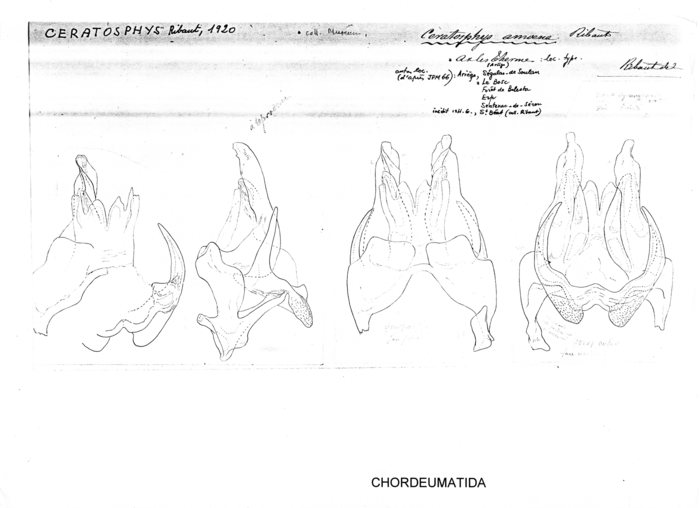 Ceratosphys amoena