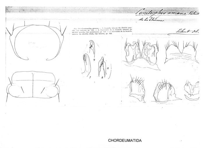 Ceratosphys amoena