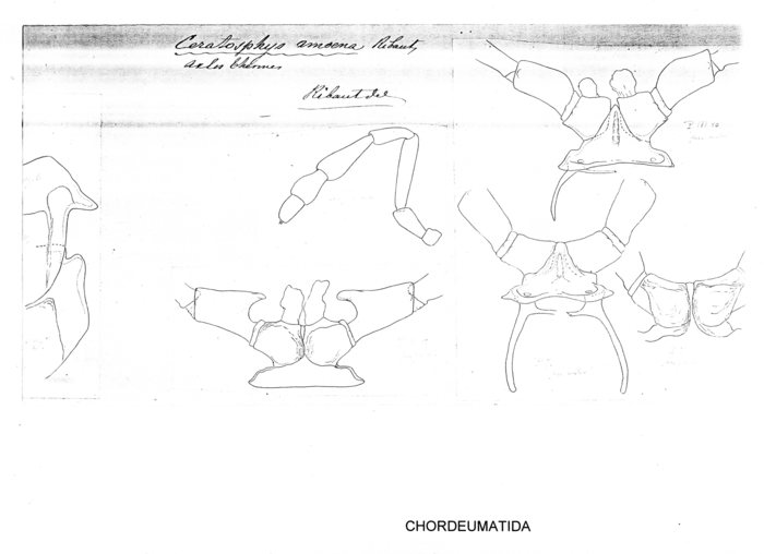 Ceratosphys amoena