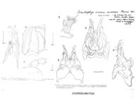 Ceratosphys amoena aurensis