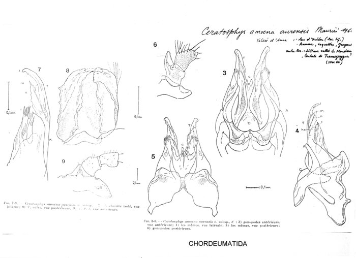 Ceratosphys amoena aurensis