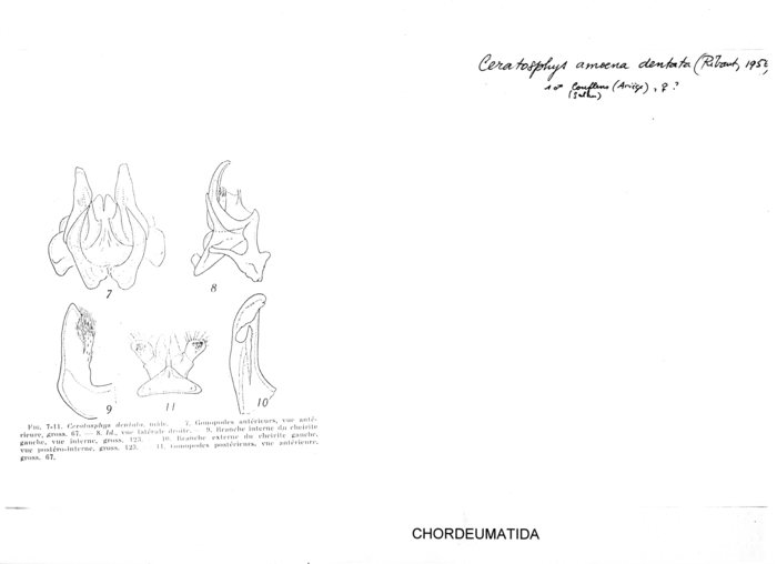 Ceratosphys amoena dentata