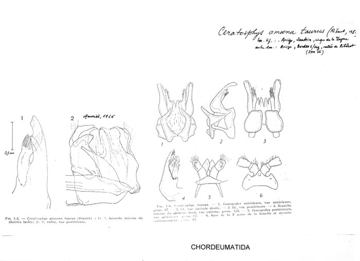 Ceratosphys amoena taurus