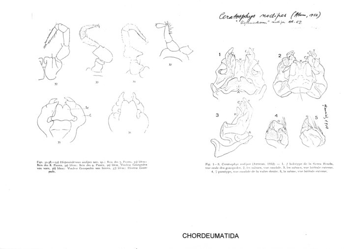 Ceratosphys nodipes