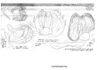 Ceratosphys simoni