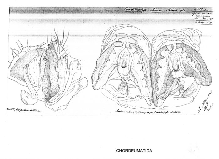 Ceratosphys simoni