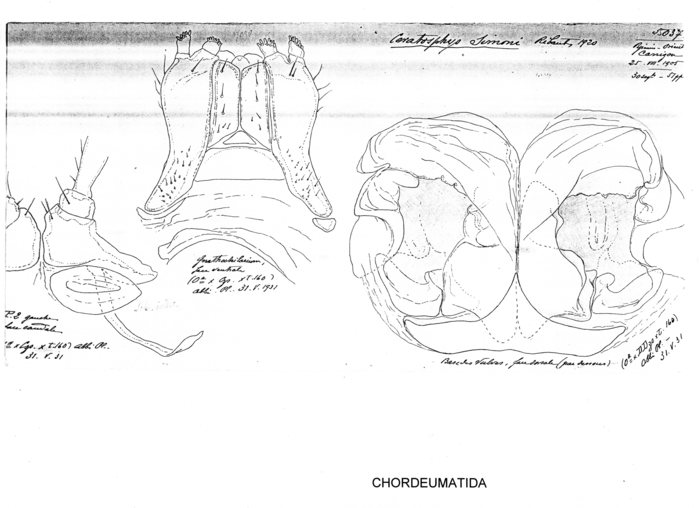 Ceratosphys simoni