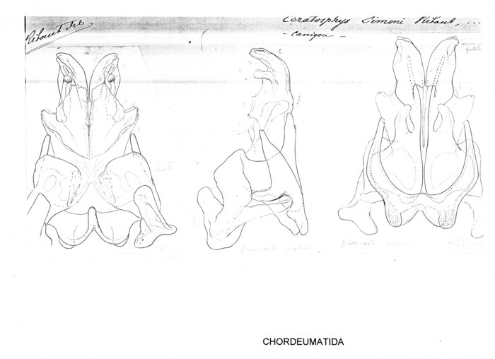 Ceratosphys simoni