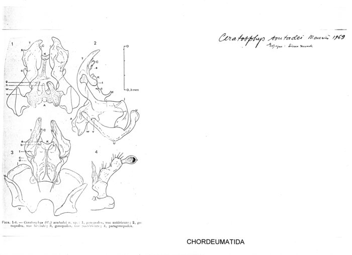 Ceratosphys soutadei