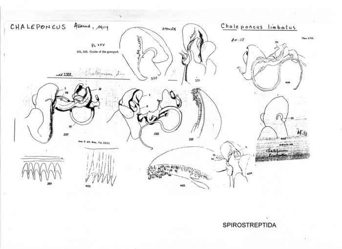 Chaleponcus limbatus