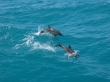 Delphinus delphis