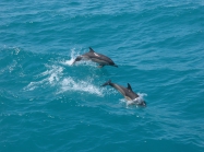 Delphinus delphis