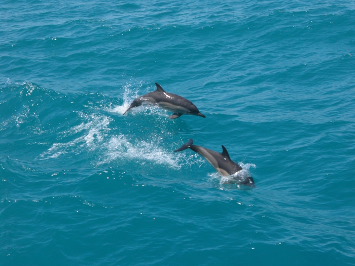 Delphinus delphis Delphinus delphis