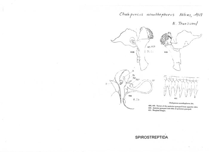 Chaleponcus acanthophorus