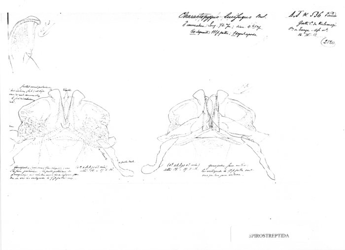 Charactopygus lucifugus