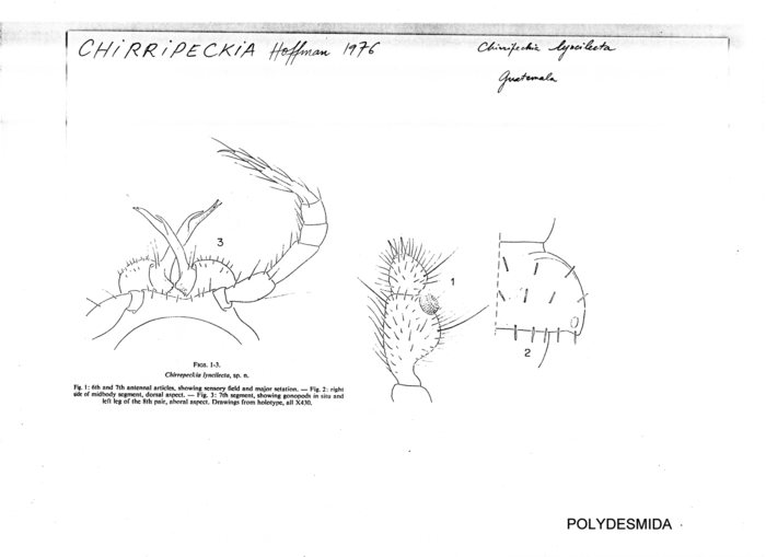 Chirripeckia lyncilecta