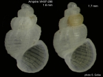Mollusca (molluscs)