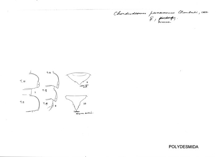 Chondrodesmus panamenus