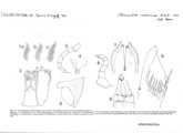 Chonecambala crassicauda, author: Henry W. Bremann, Henri Ribaut, Maria Prin, Jean-Paul Mauri et al. (1890-1999): Bremann iconographic file & successors