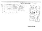 Chordeuma iluronense, author: Henry W. Bremann, Henri Ribaut, Maria Prin, Jean-Paul Mauri et al. (1890-1999): Bremann iconographic file & successors