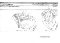 Chordeuma inornatum