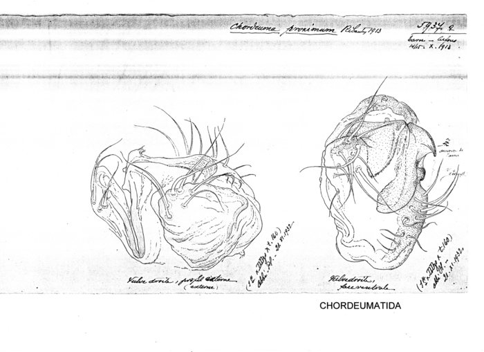 Chordeuma proximum