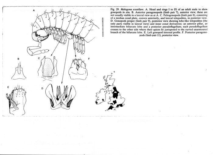 Chordeumella scutellare