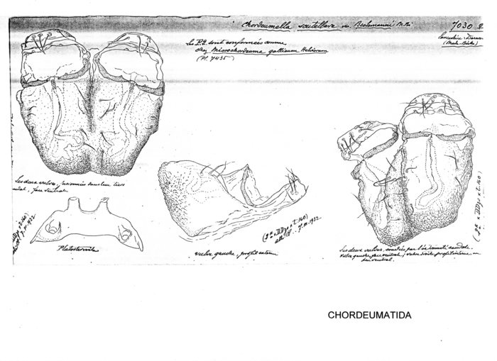 Chordeumella scutellare brolemanni