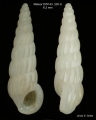 Caenogastropoda