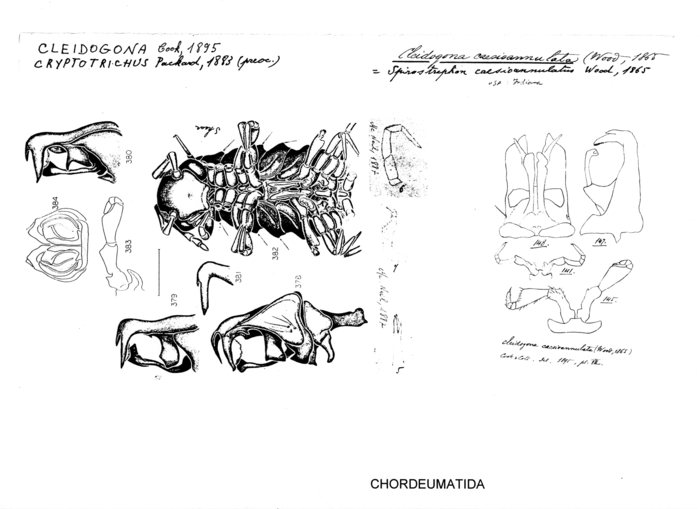 Cleidogona caesioannulata