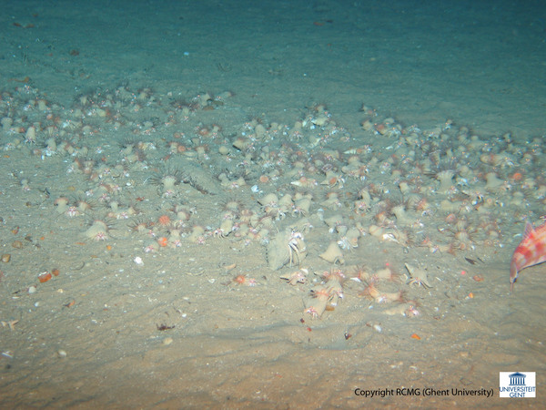 Hermit crabs with sea-anemones