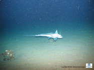 Chimaera monstrosa (Ratfish)