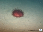 A big purple Echinothuridae (Sea urchin)