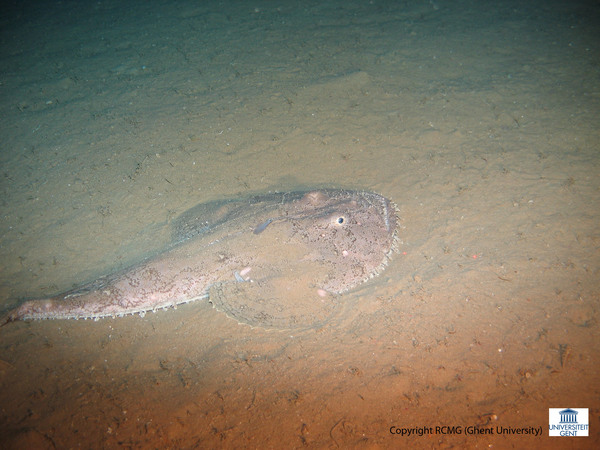 A Lophius sp (Monkfish)
