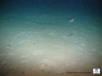 A picture of the bioturbation at the seabed