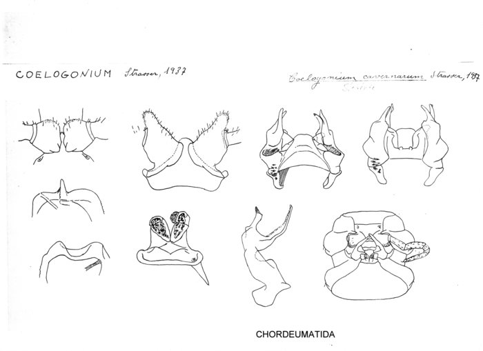 Coelogonium cavernarum