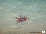 A small and purple sea anemone, probably Bolocera genus