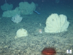 An overview of sponges, a sea-urchin, a soft coral and a small Madrepora