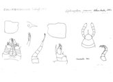 Columbiozonium pearsei, author: Henry W. Bremann, Henri Ribaut, Maria Prin, Jean-Paul Mauri et al. (1890-1999): Bremann iconographic file & successors