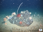 Boulder colonized by different species (corals, sea urchin, sea stars, sponges,)
