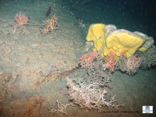 A ridge with coral bushes and a big sponge