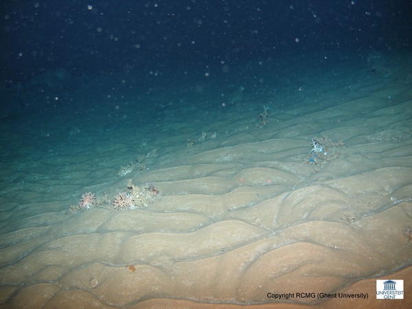 A sand-wave field with scattered living and dead corals