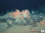 Boulder colonized by corals and crinoids
