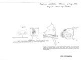 Coromus barbatus, author: Henry W. Bremann, Henri Ribaut, Maria Prin, Jean-Paul Mauri et al. (1890-1999): Bremann iconographic file & successors
