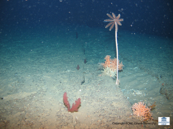 Hard substrate with corals and a sea lily
