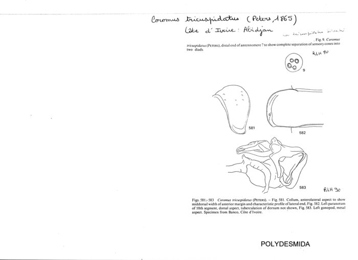 Coromus tricuspidatus