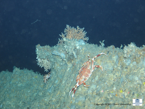 A ridge covered with sponges, corals and a crab