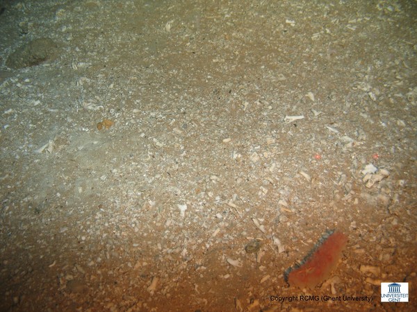 A Holothuroidea (Sea cucumber) and some coral rubble